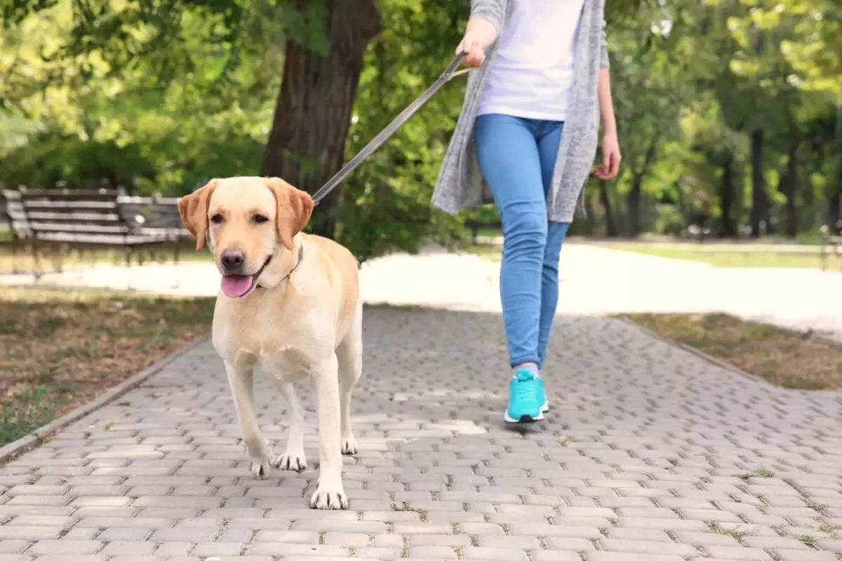 Canine Companions: The Breeds Best Suited for Human Connection