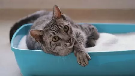 Mastering Litter Box Odor Control: Essential Tips for Cat Owners