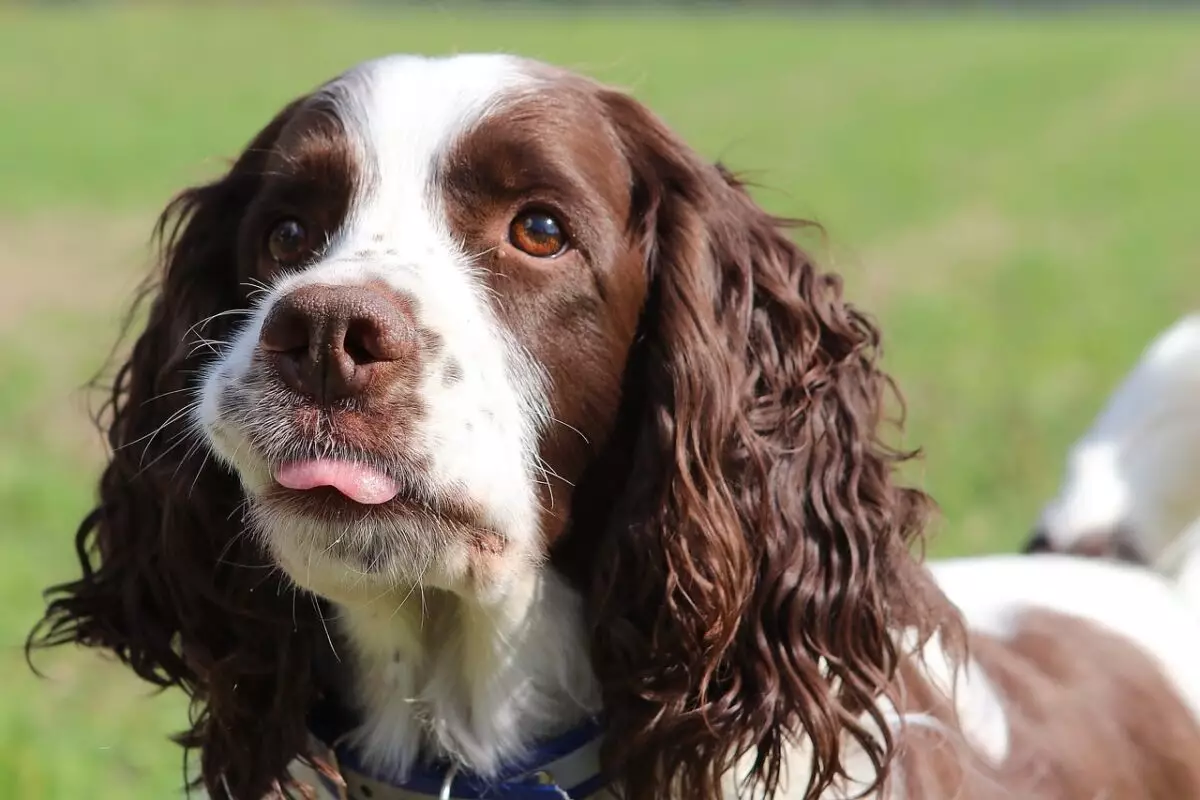 Essential Care Items for English Springer Spaniel Owners