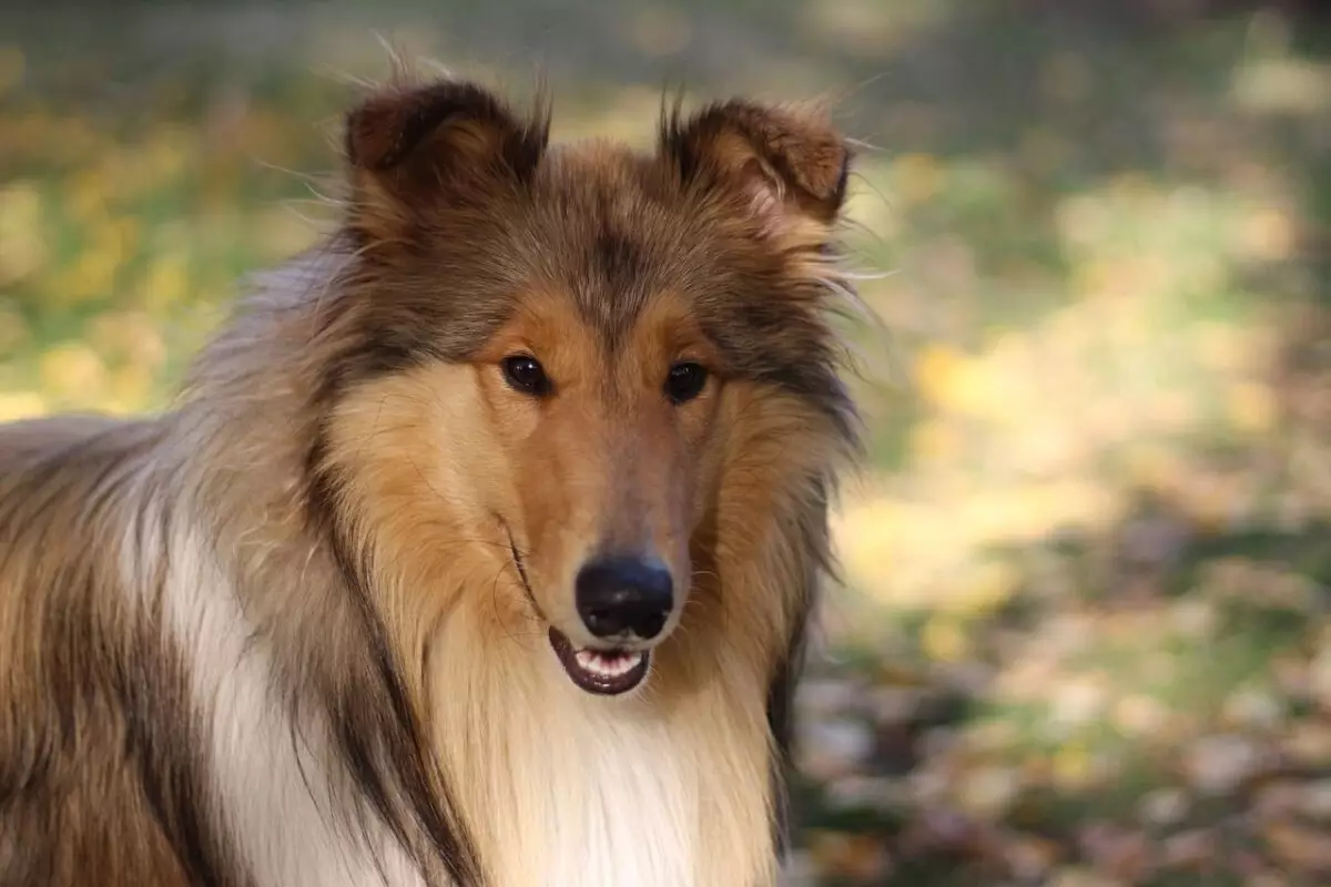 Essential Gear for Ensuring the Well-Being of Your Collie