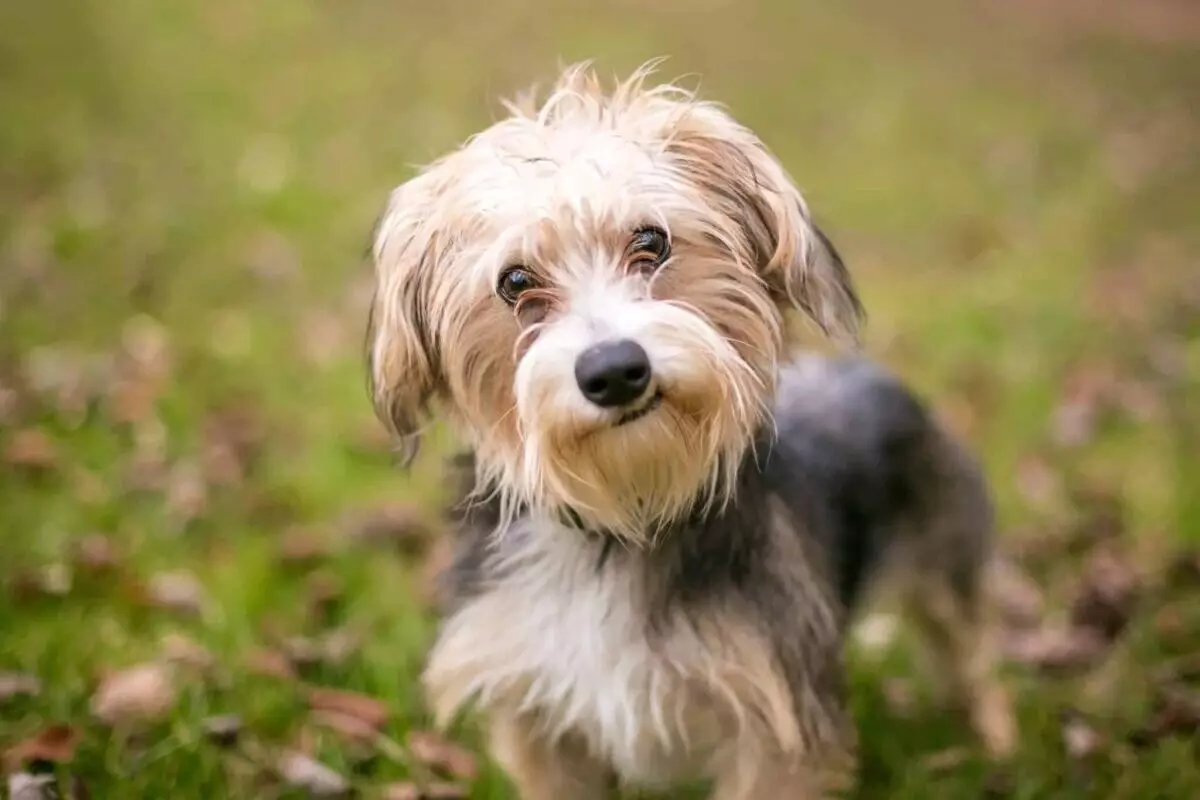 The Rising Popularity of Mixed-Breed Dogs: Understanding Their Appeal