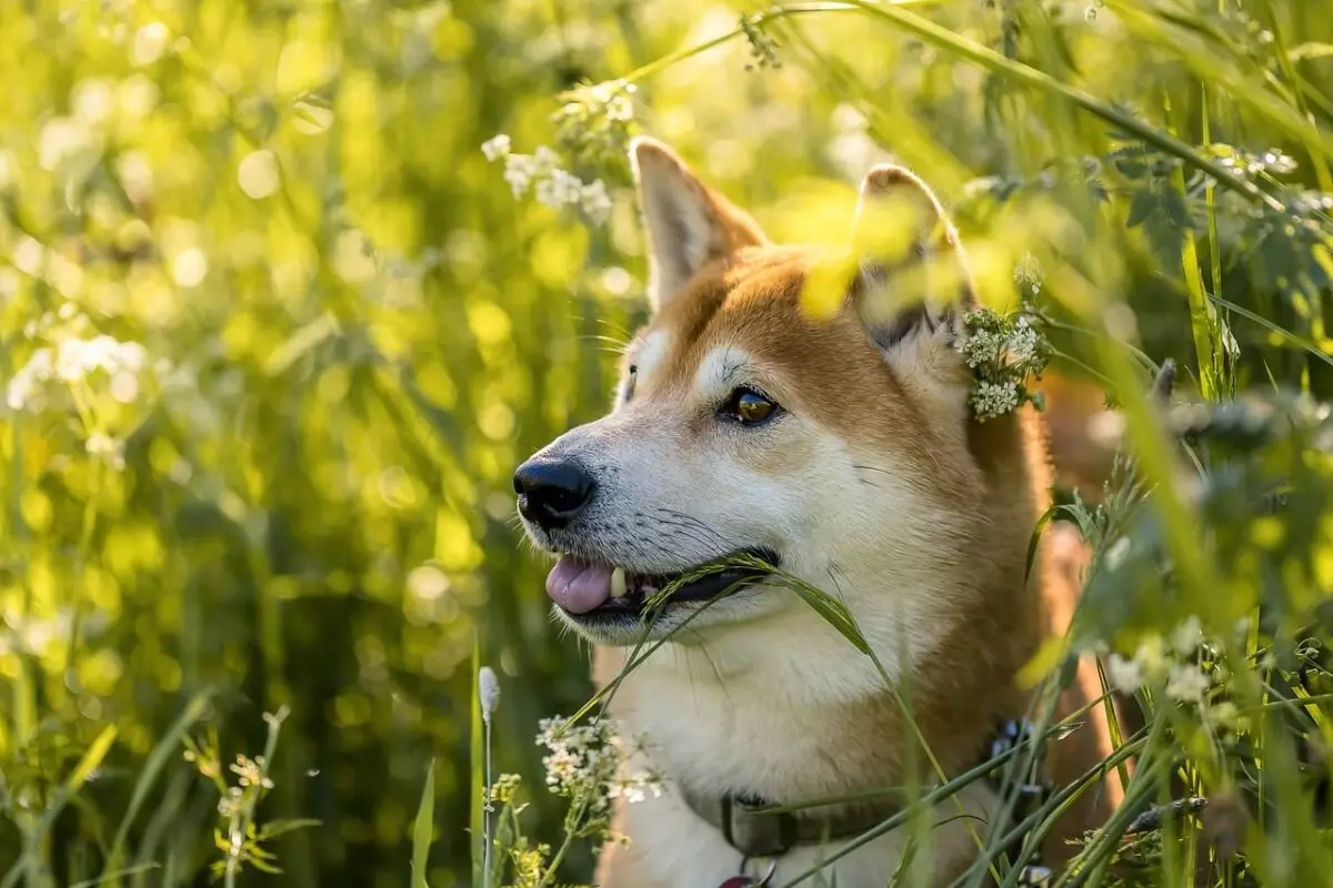 The Ultimate Guide to Essential Items for Your Shiba Inu