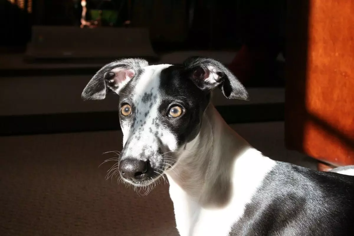 The Essential Whippet Care Guide: Creating a Comfortable Haven for Your Beloved Companion