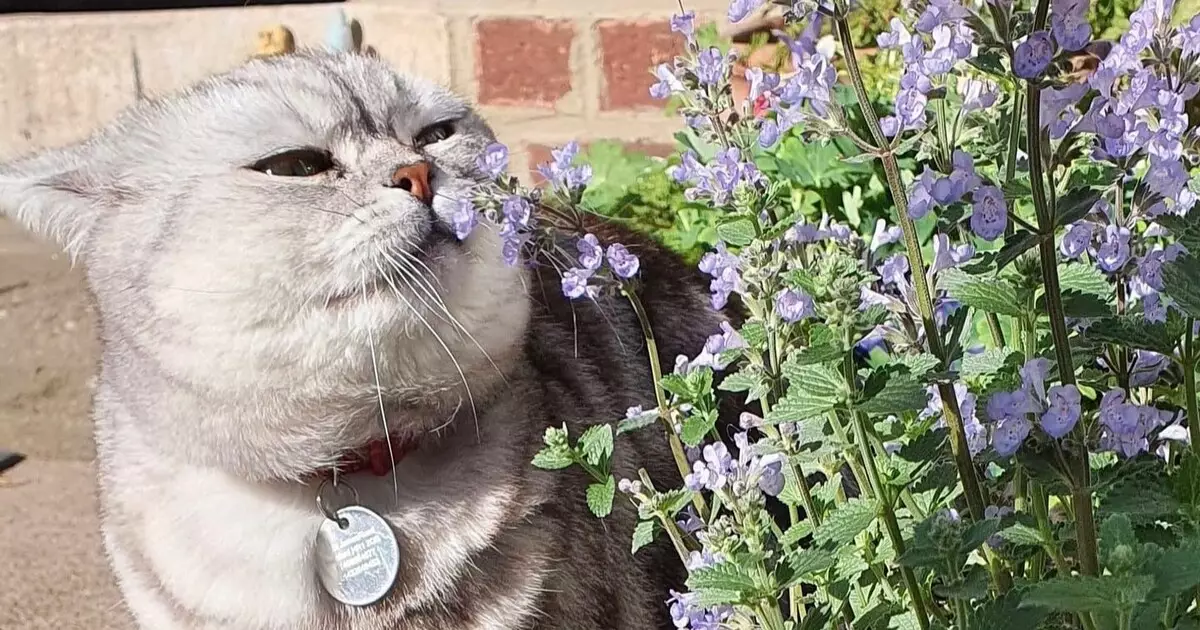 The Enigmatic Allure of Catnip: Nature’s Gift to Feline Friends