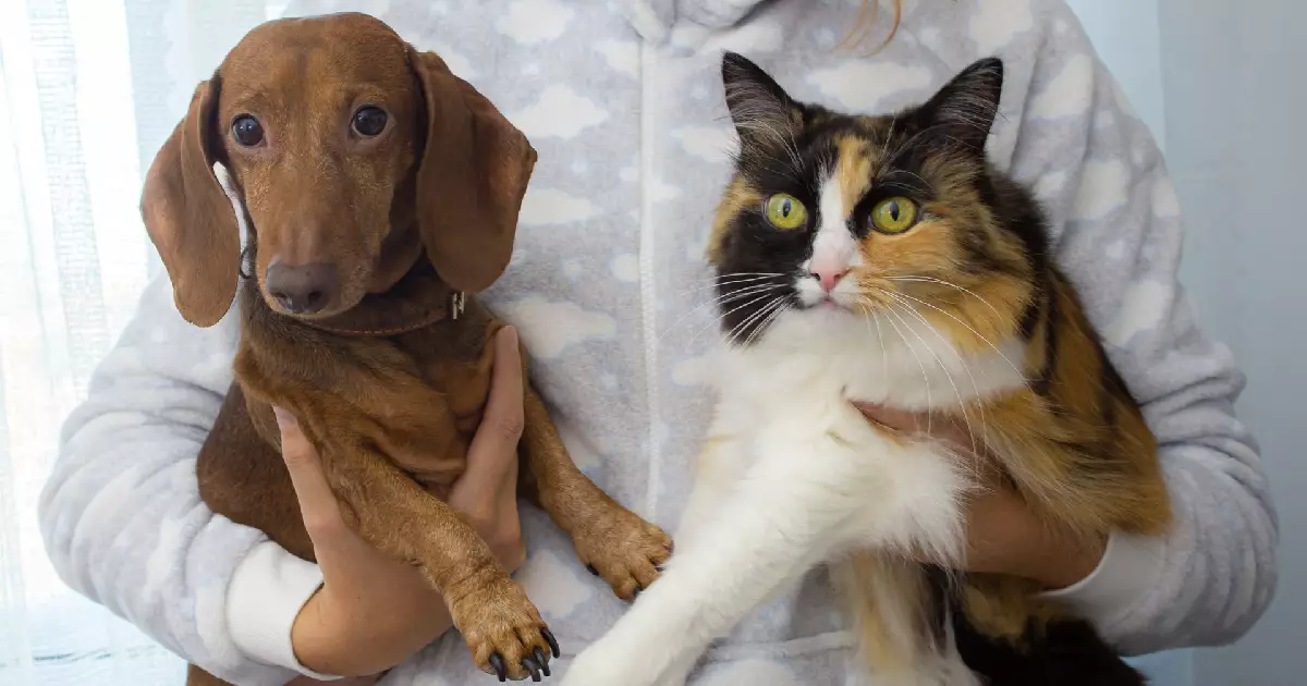 Understanding the Complex Relationship Between Cats and Dogs