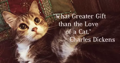 The Purrplexing Bond: Why Cats Capture Our Hearts