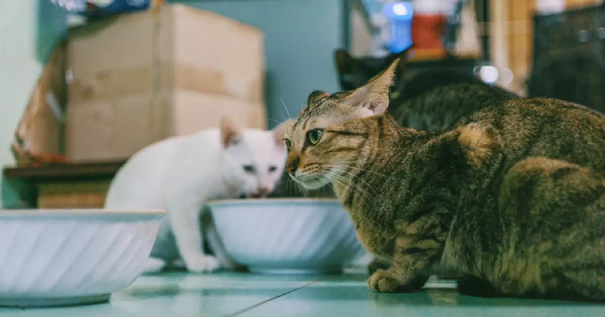 Navigating Cat Dynamics: A Guide for Feline Companionship