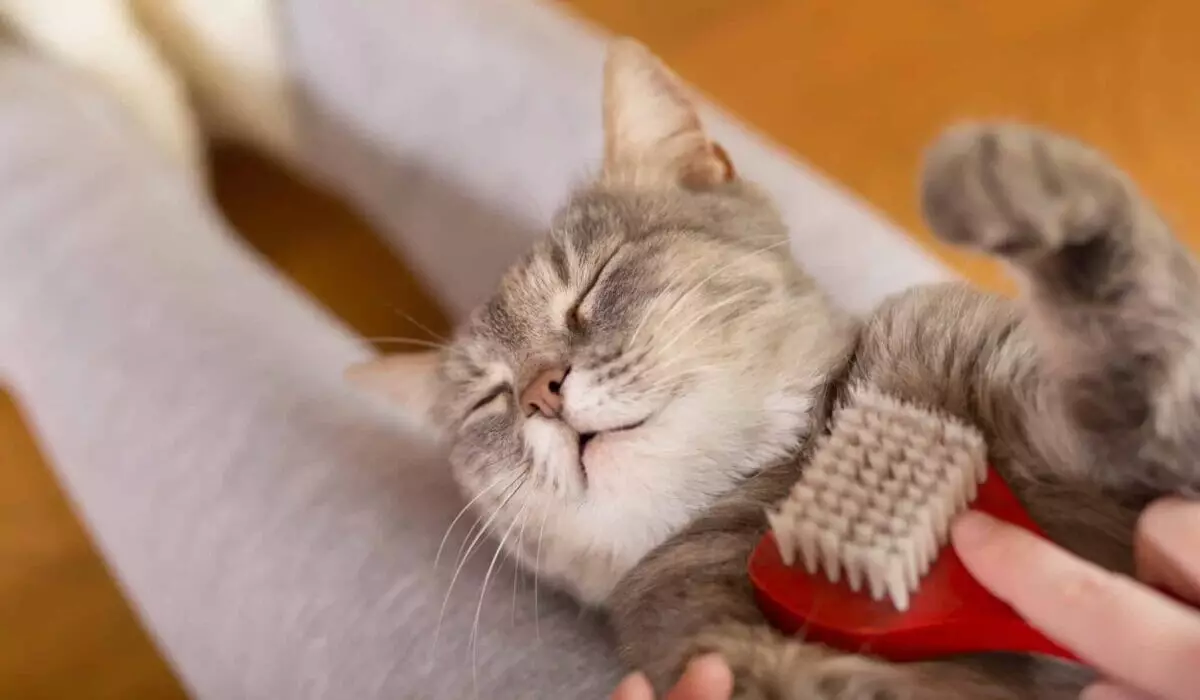 The Essential Guide to Grooming Your Cat: Techniques and Tools for a Happy Feline