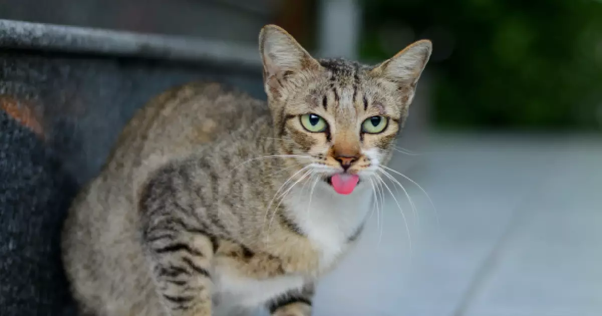 The Fascinating Functionality of Feline Tongues: Unveiling the Secrets of Cat Papillae