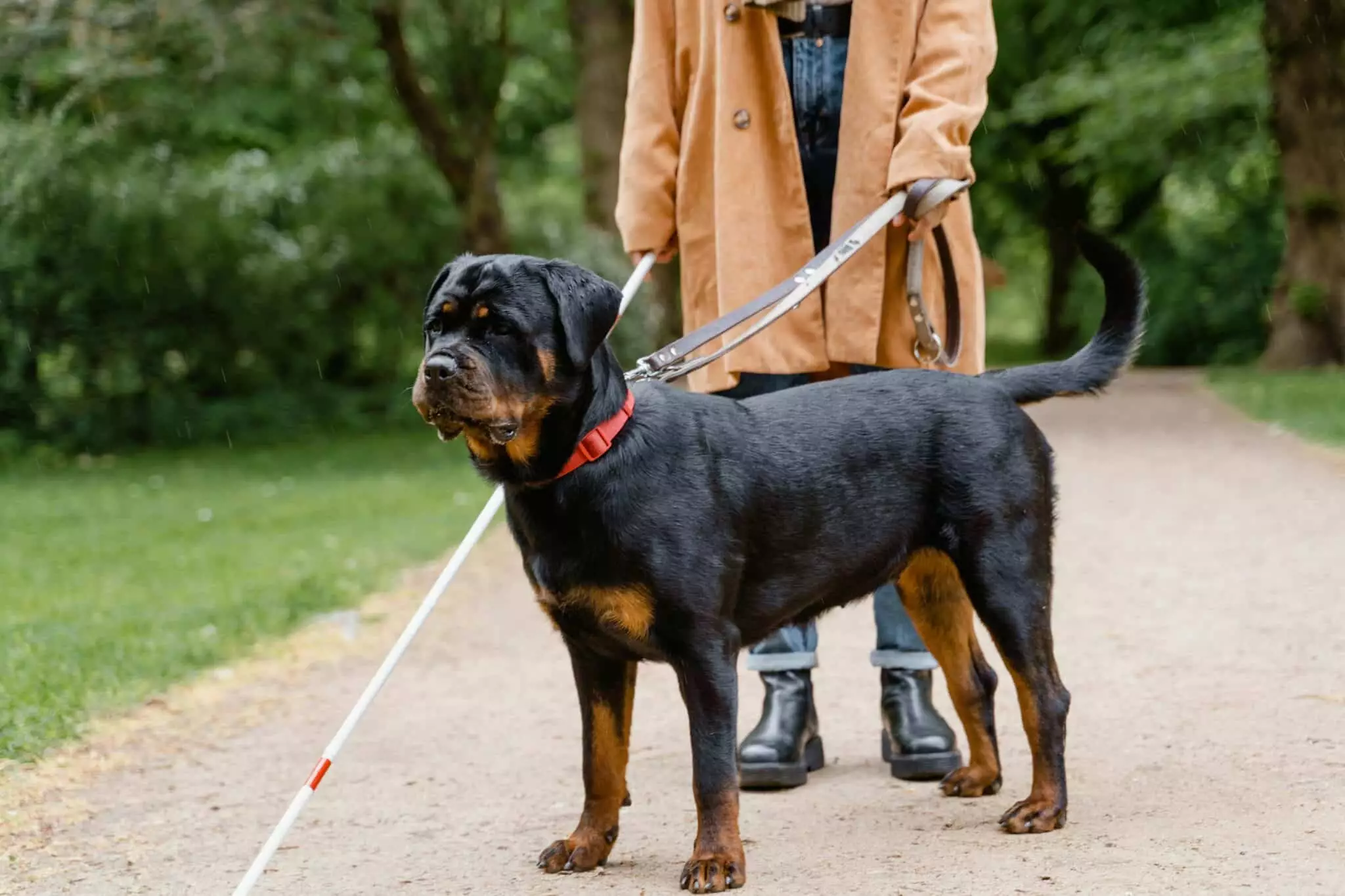 Choosing the Right Guardian: The Best Dog Breeds for Home Security