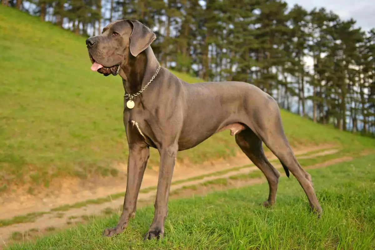 Exploring the Rise of Popular Dog Breeds for Modern Lifestyles