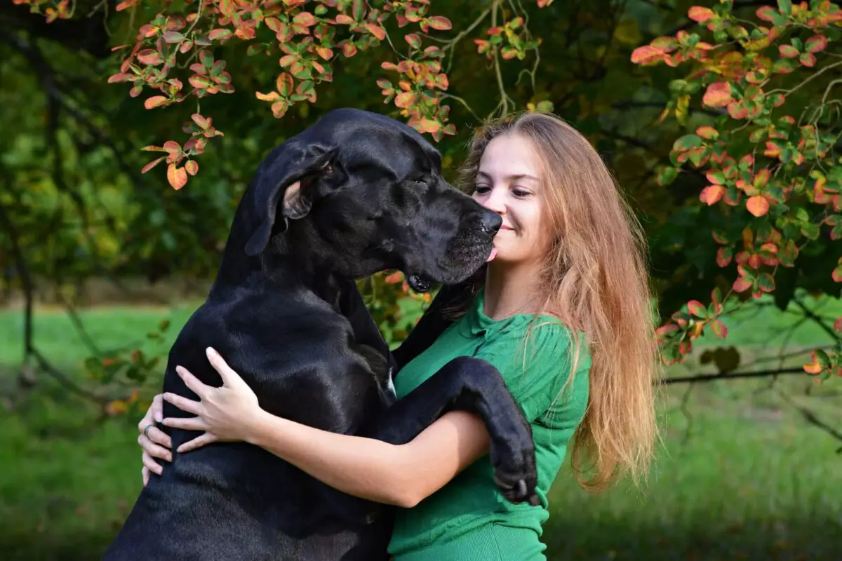 The Heart of Giants: Exploring the Affectionate Nature of Large Dog Breeds