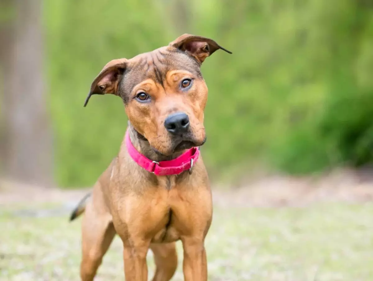 Affordable Dog Breeds for Budget-Conscious Pet Owners