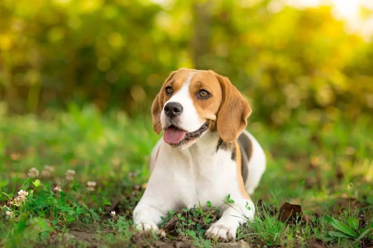 The Enigmatic Beagle: A Deep Dive into the Breed’s Unique Charms