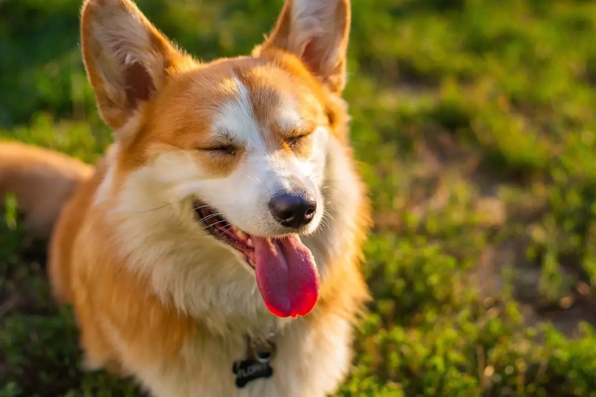 Understanding Canine Happiness: Essential Signs of a Joyful Dog