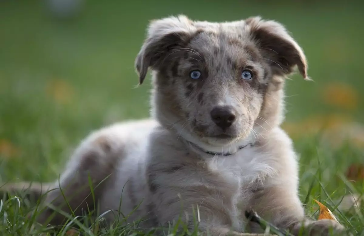 Enigmatic Blue Eyes: A Look at Canines That Captivate