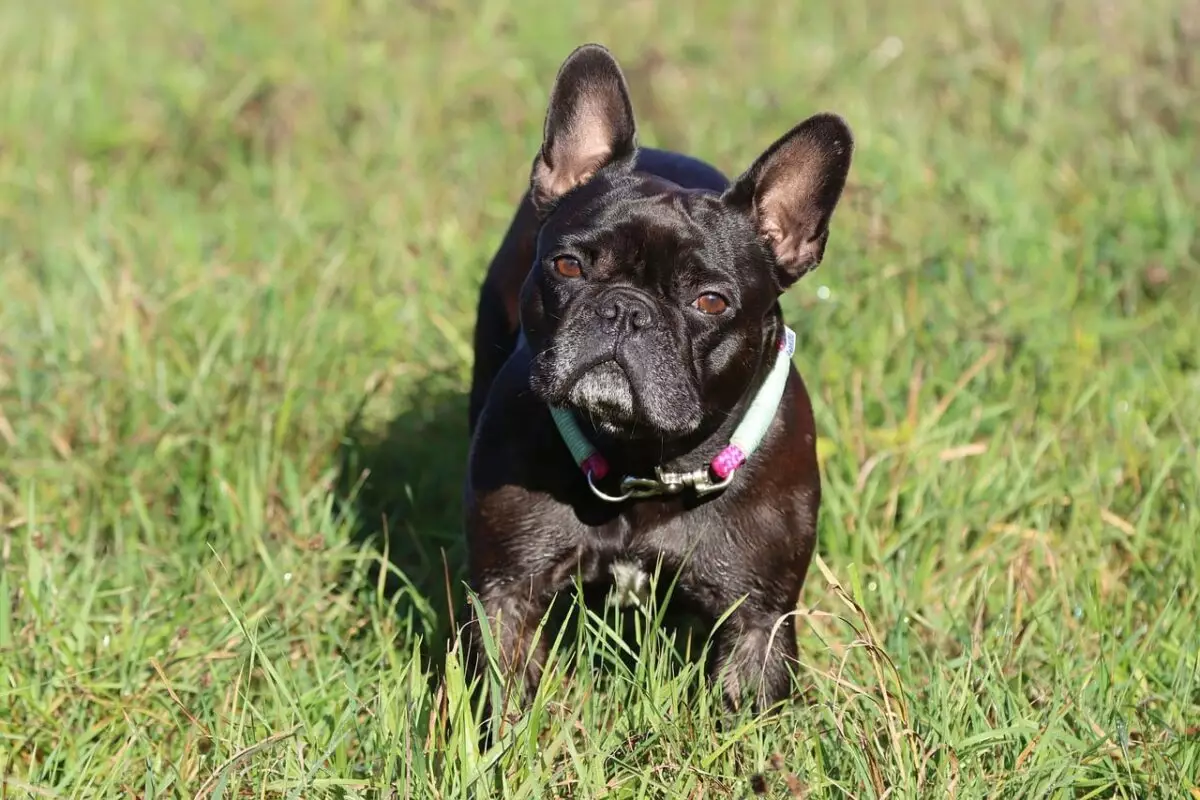 Unveiling the Charms of French Bulldogs: More Than Just Adorable Companions