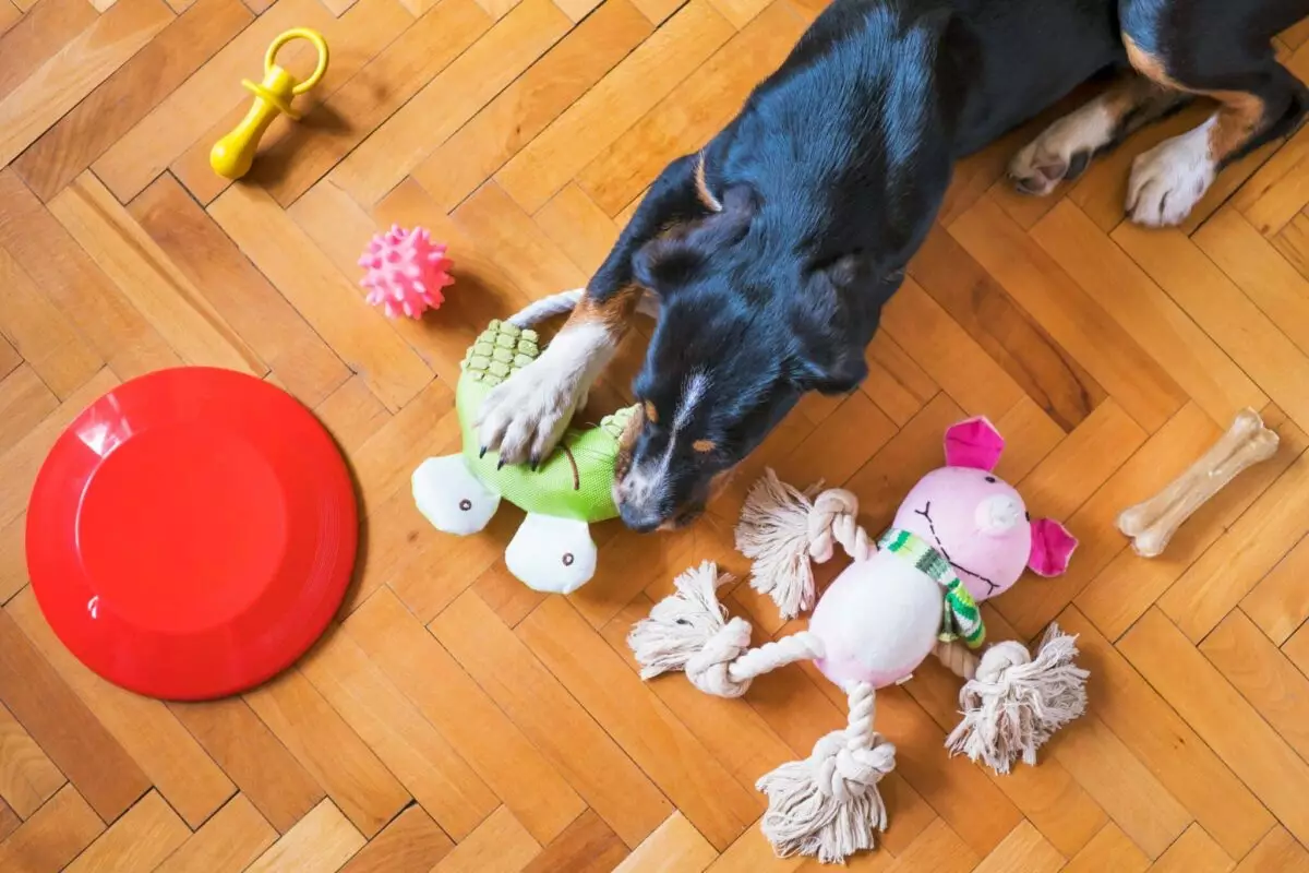 Understanding Your Dog’s Toy Preferences: A Deep Dive Into Canine Psychology