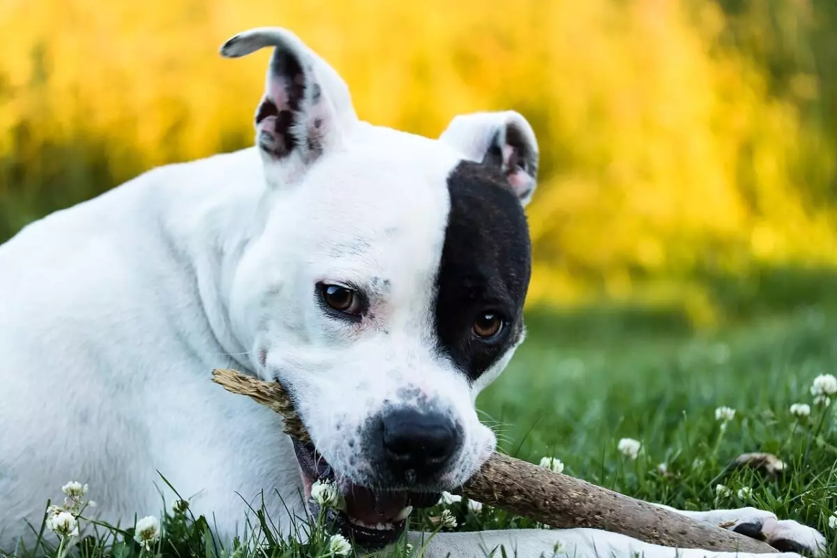 The Heart of the AmStaff: Unveiling the Charms of American Staffordshire Terriers