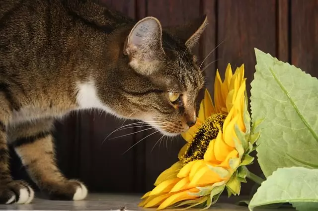 Protecting Your Feline Friends: A Guide to Toxic Plants