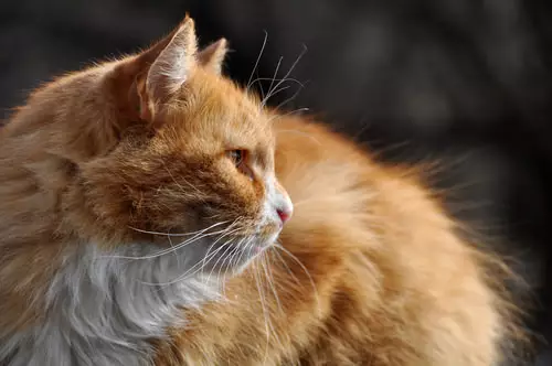 Understanding Feline Cancer: Recognizing the Signs and Taking Action