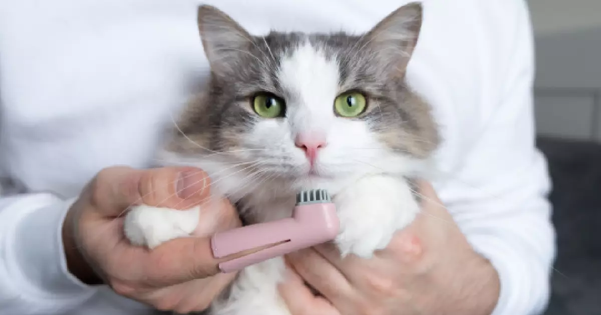 The Importance of Dental Care for Cats: A Guide to Keeping Your Feline Friend’s Teeth Healthy