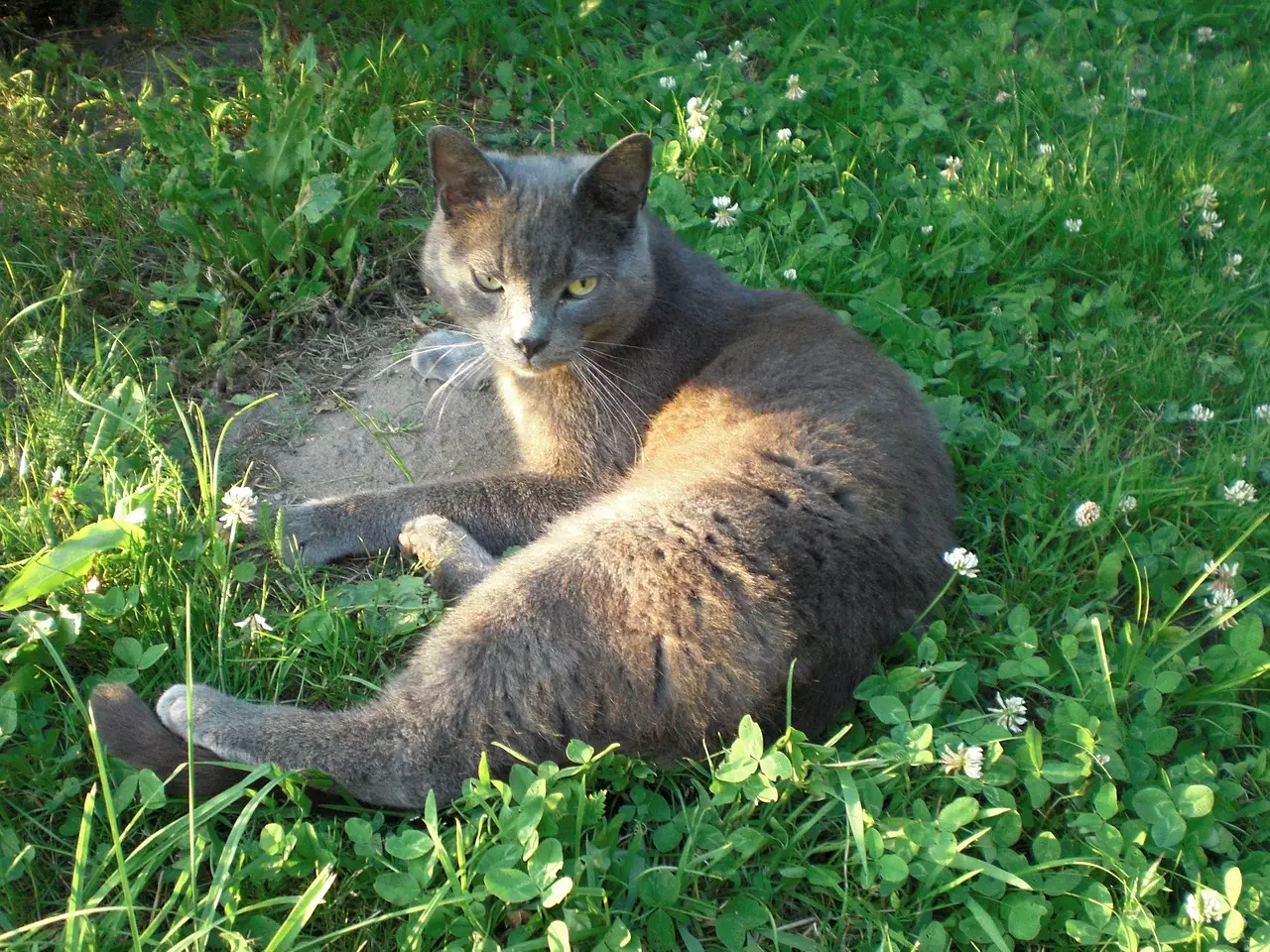 7 Cat Breeds for Professionals with a Hectic Schedule