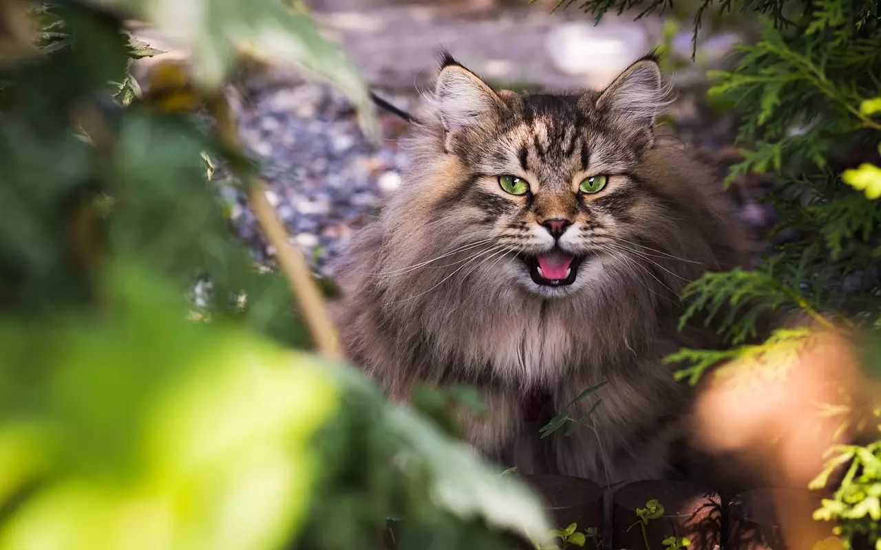 The Majestic Tails of Feline Kind: A Study of Ten Enchanting Cat Breeds