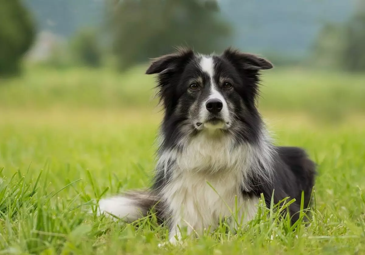 Essential Gear for Thriving Border Collies: A Comprehensive Guide