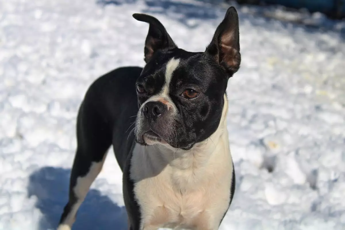 The Essential Guide to Caring for Your Boston Terrier: Top Must-Have Products