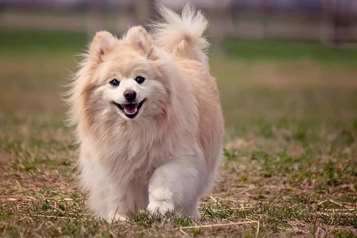 Essentials for Pomeranian Owners: A Comprehensive Guide