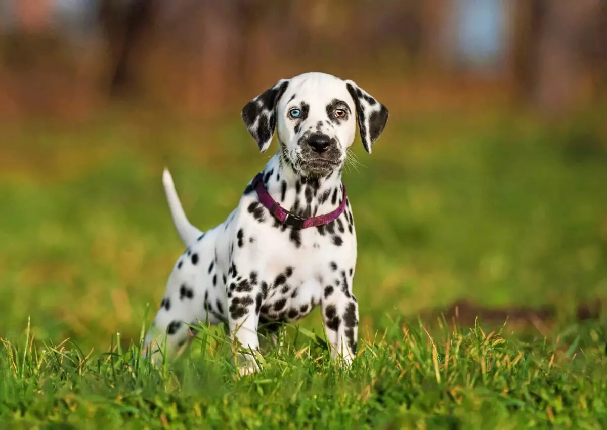 Top Outgoing Dog Breeds Perfect for Active Homes