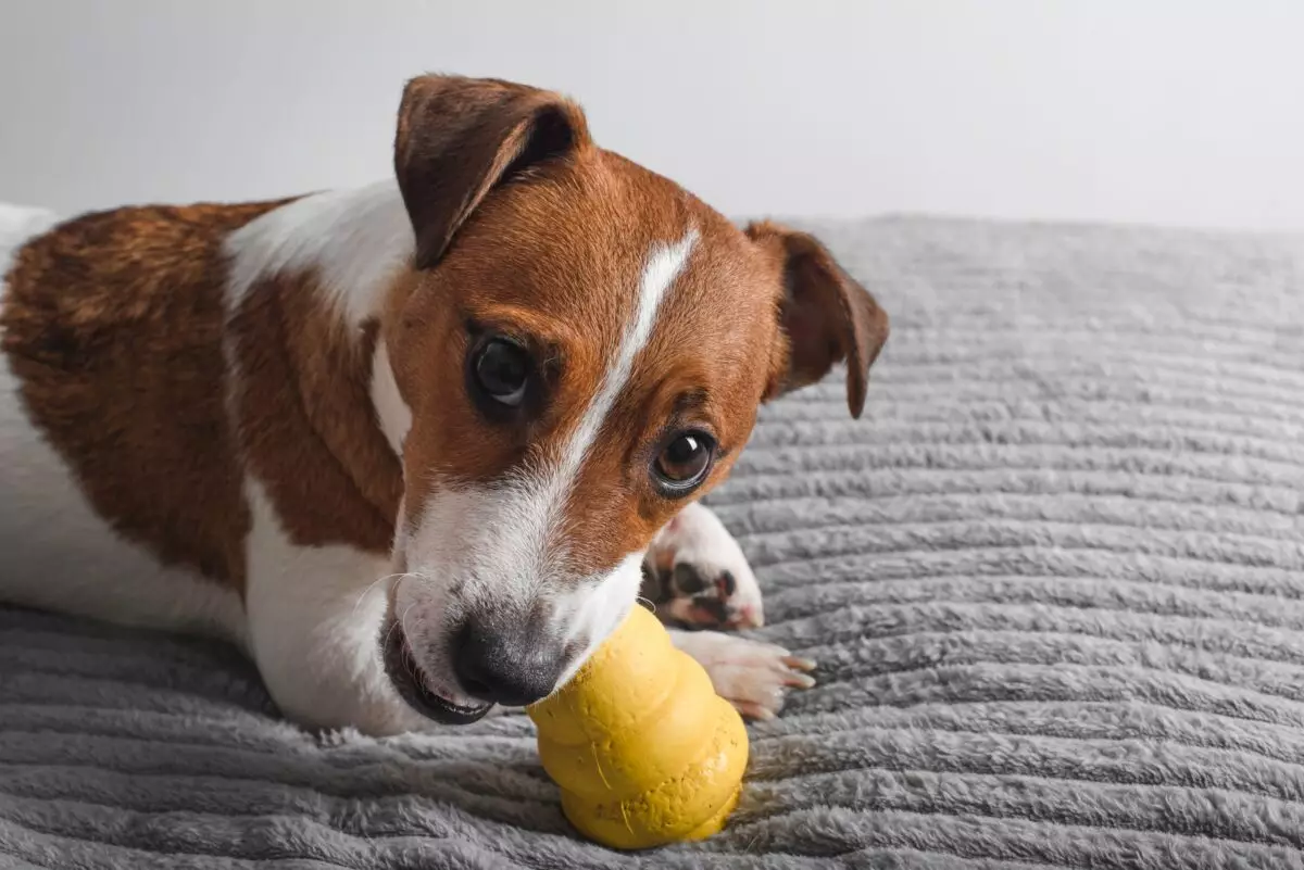 The Curious Palate of Dogs: Breeds Known for Their Strange Eating Habits