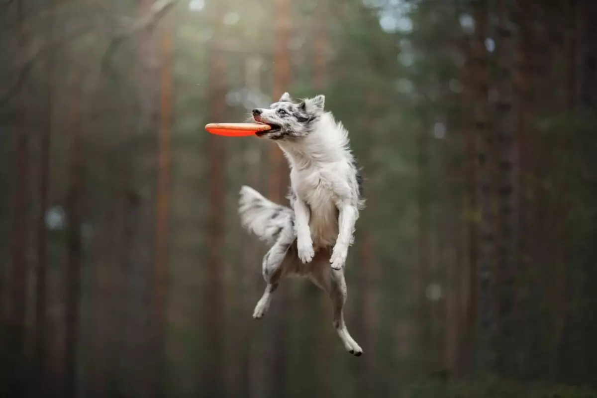 High-Flying Pups: The Dog Breeds Known for Incredible Jumping Abilities