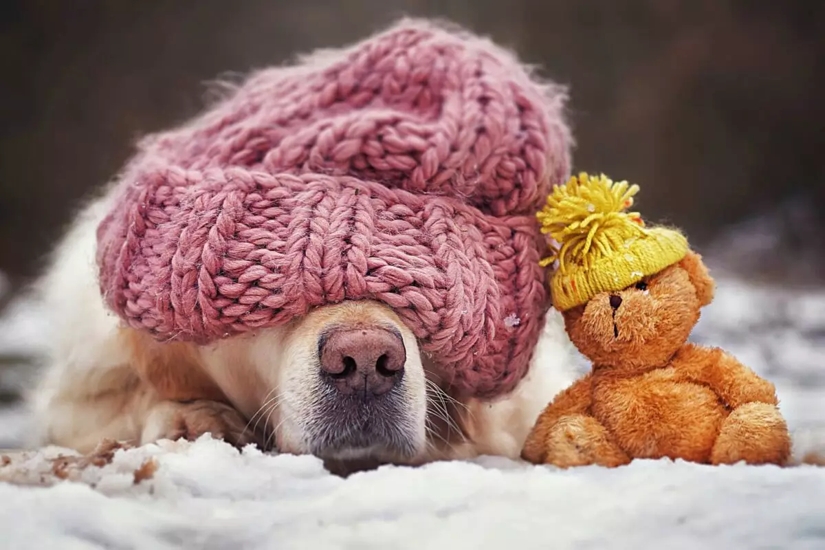 Winter Wellness: Caring for Your Senior Dog During Cold Months