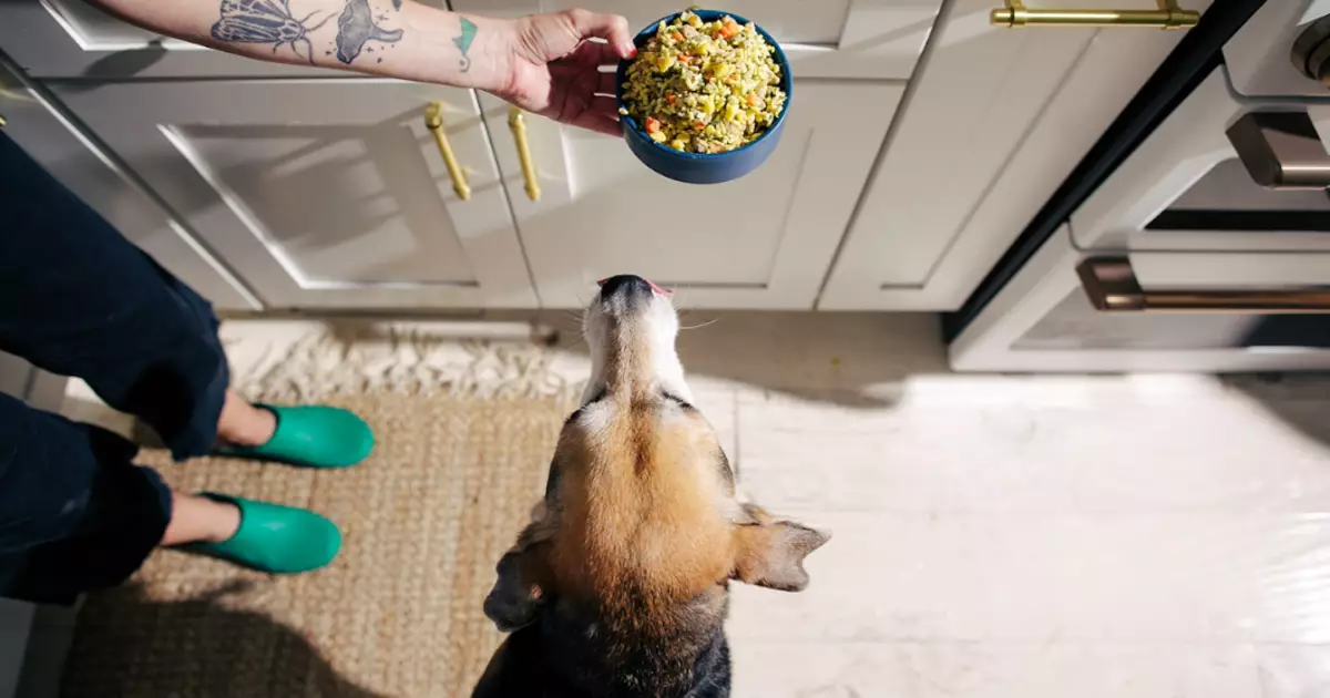 Navigating Pet Nutrition: The Shift towards Fresh Feeding