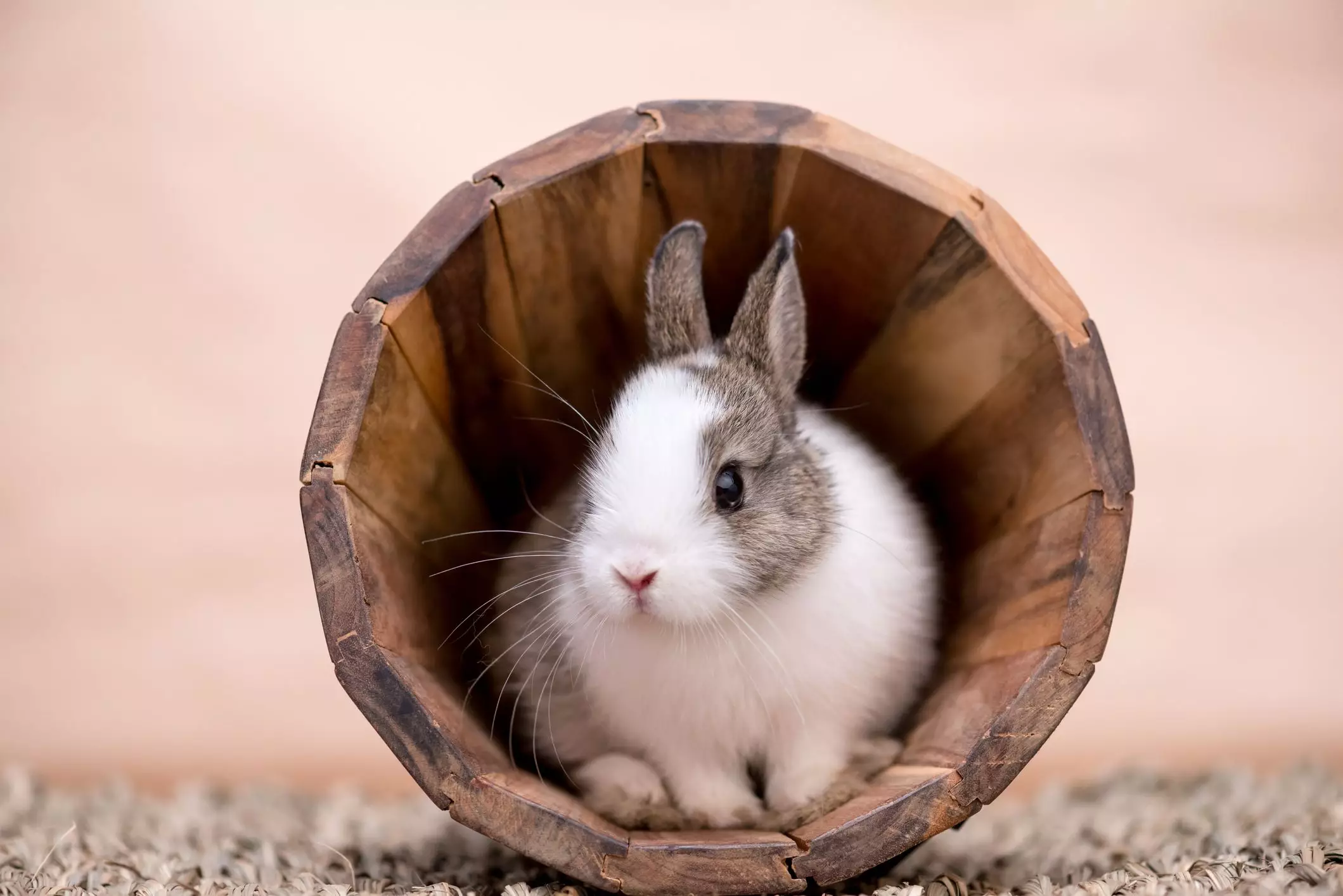 Understanding the Commitment of Pet Rabbit Ownership