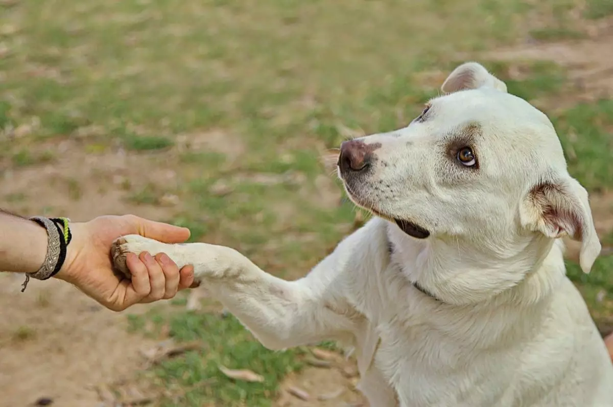 The Silent Understanding: How Dogs Read Human Emotions Through Body Language