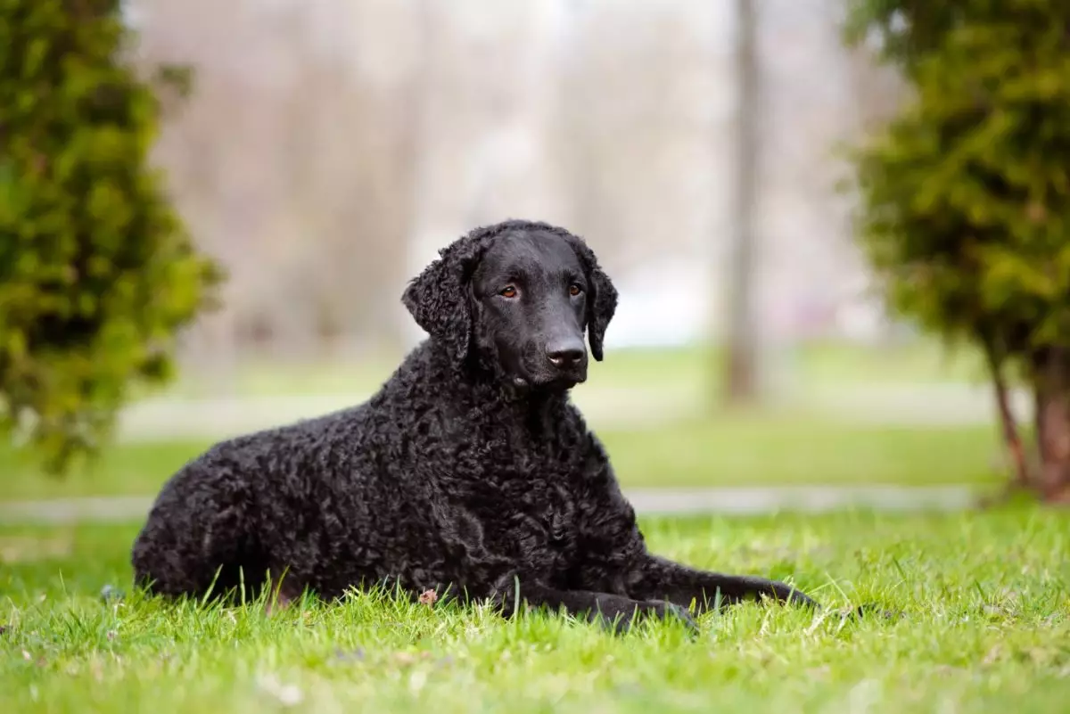 Remarkable Canine Coats: An Exploration of Unique Dog Breeds