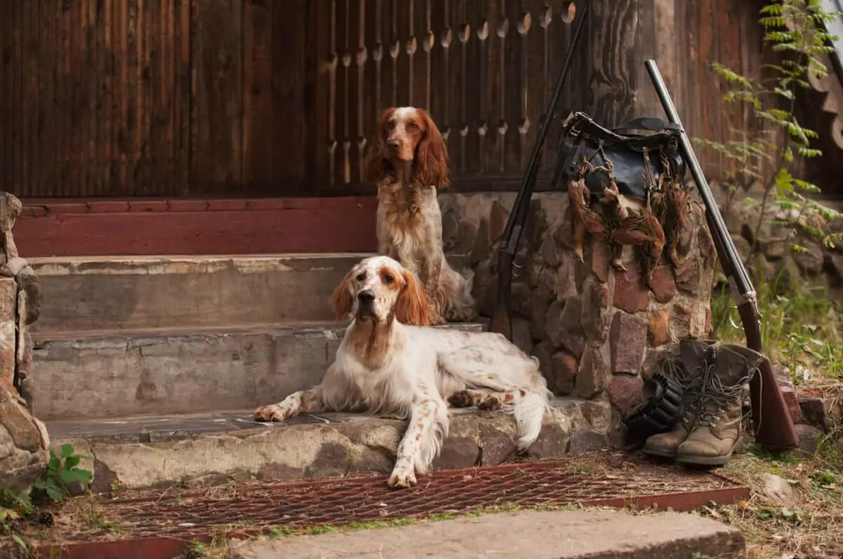 The Elite Hunting Breeds: Your Ultimate Companions in the Field