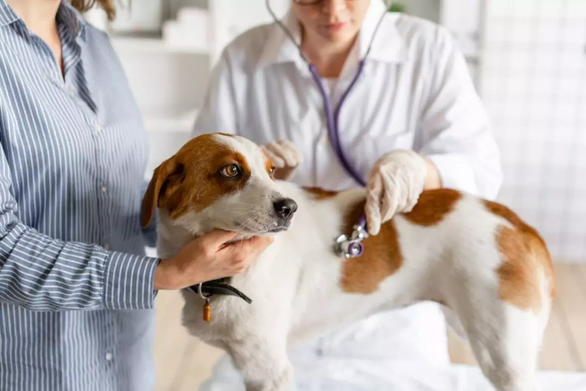 Essential Veterinary Questions for Optimal Canine Health