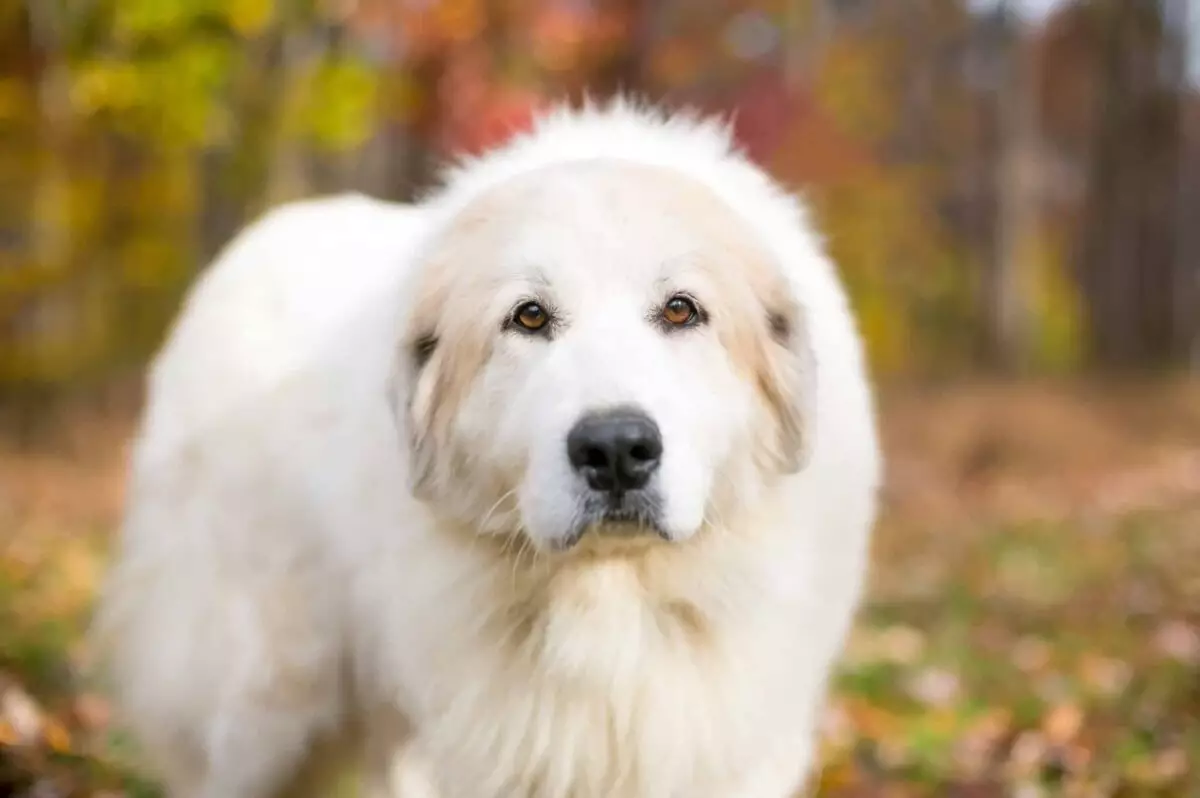 The Gentle Giants: Exploring Breeds Similar to the Great Pyrenees