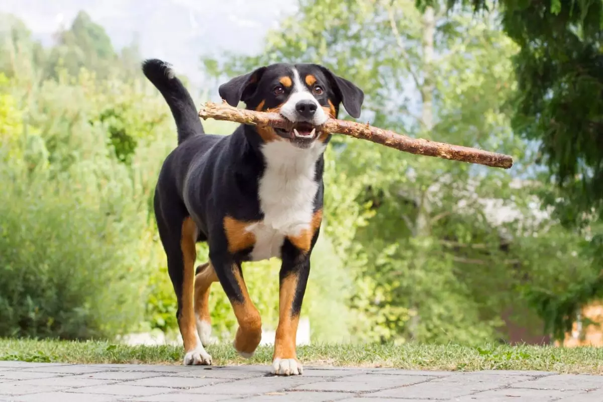 Mountain Dogs: The Perfect Companions for Rugged Adventures