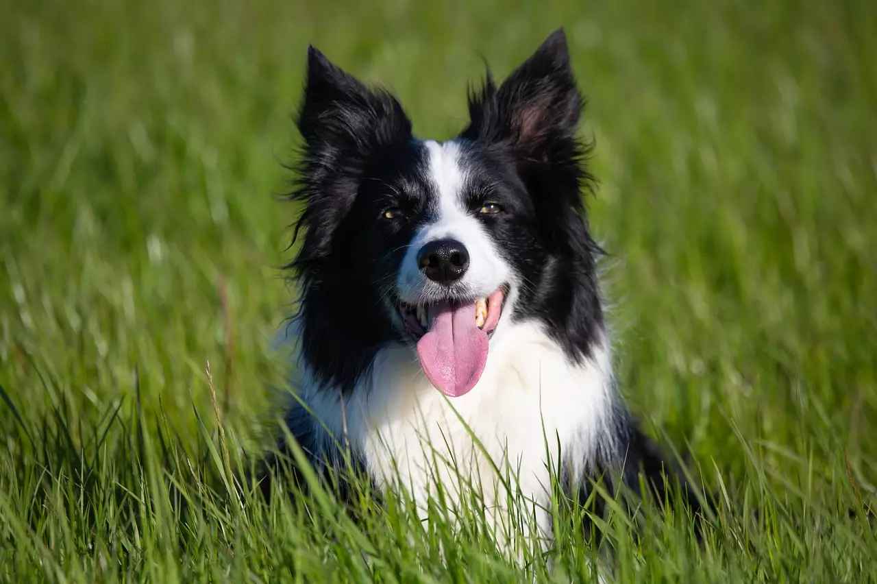 The Ultimate Guide to the Friendliest Dog Breeds: Finding Your Perfect Companion