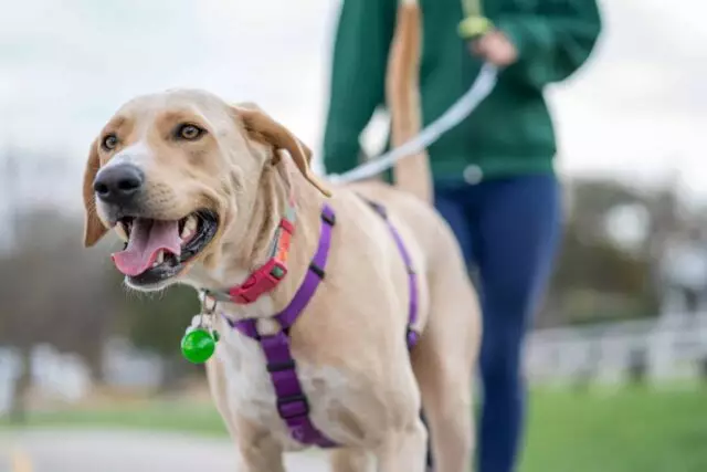 The Unbreakable Bonds: 13 Dog Breeds That Thrive on Human Companionship