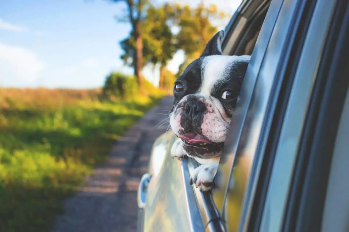 Traveling with Canine Companions: A Guide to Dog Breeds and Road Trips