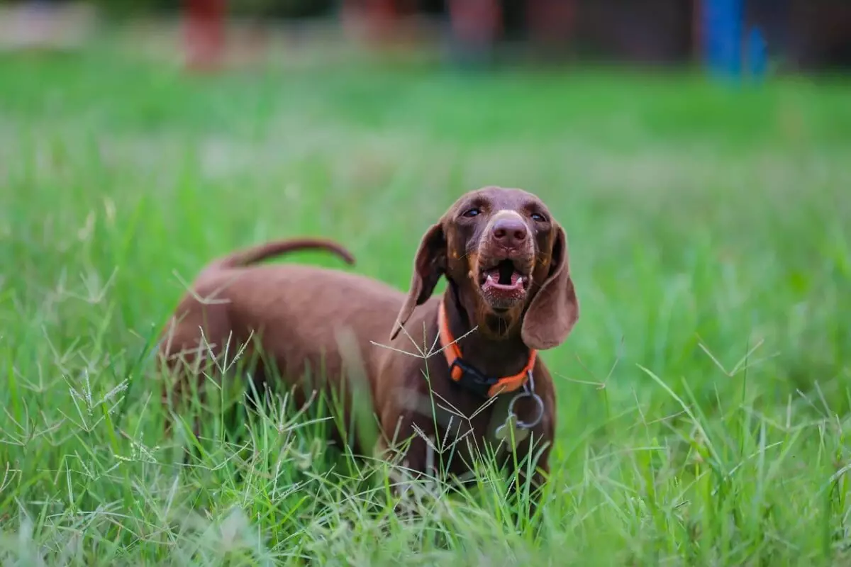 Vocal Canines: The Joy and Challenge of Owning Talkative Dog Breeds