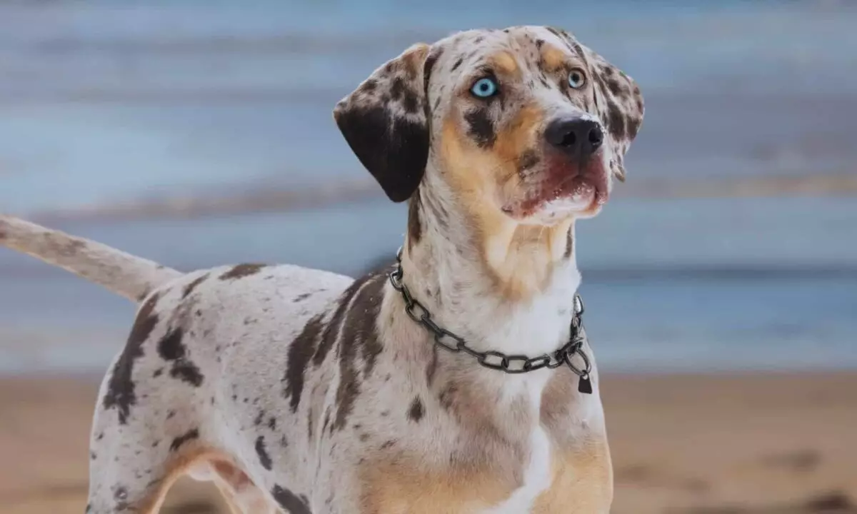 The Allure of Blue-Eyed Dogs: A Comprehensive Look at Canine Aesthetics and Attributes