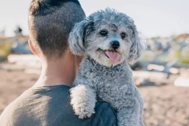 The 12 Most Devoted “Velcro” Dog Breeds: Constant Companions in Canine Form