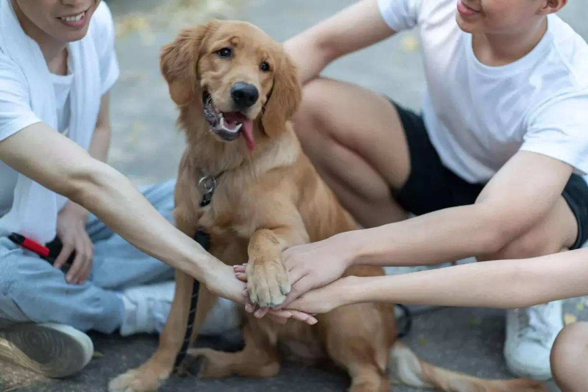 The Intriguing Human-Like Qualities of Our Canine Companions